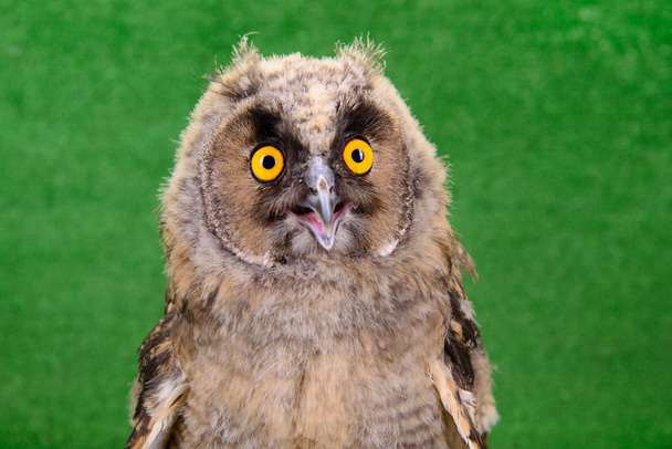 young bird owl - Photo, image