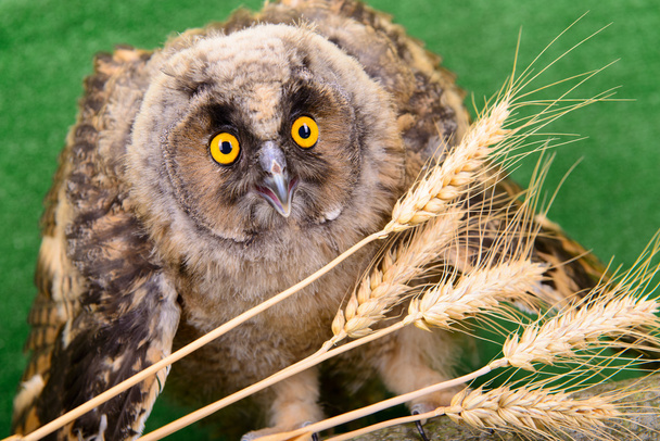 young bird owl - Foto, Bild