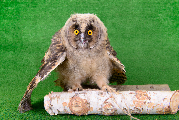 young bird owl - 写真・画像