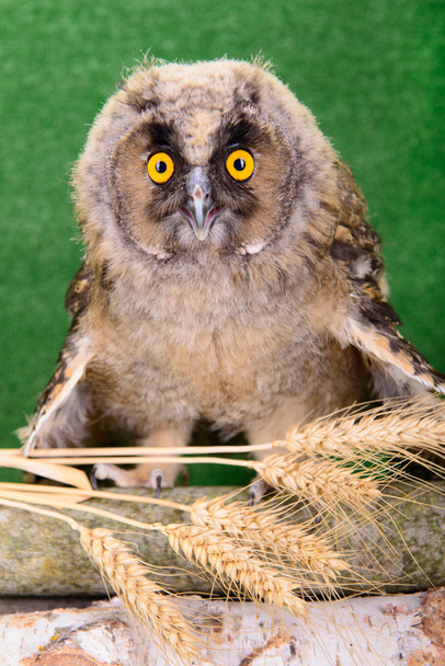 young bird owl - Фото, изображение