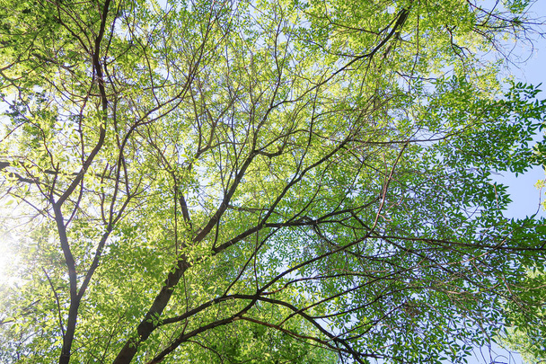 Зеленые листья деревьев вид снизу на голубое небо, весна природа
. - Фото, изображение