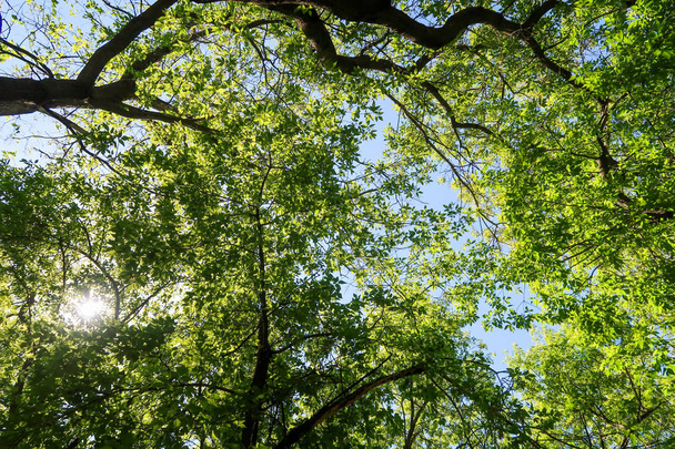 Green leaves of trees view from below against the blue sky, spring nature. - Foto, afbeelding