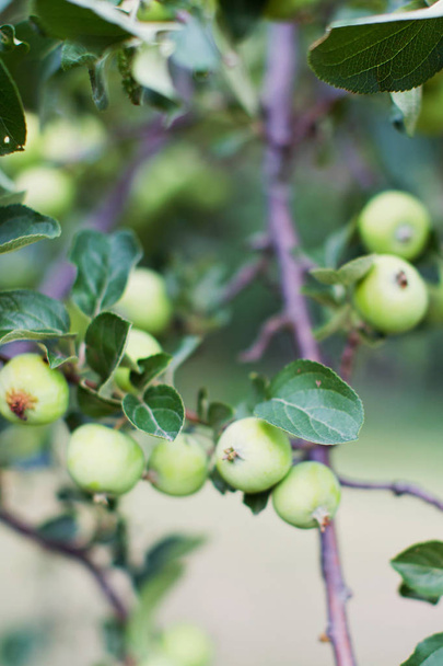 small green apples on apple tree branch - Valokuva, kuva