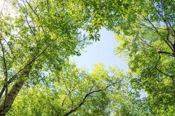 Green leaves of trees view from below against the blue sky, spring nature. - Foto, immagini