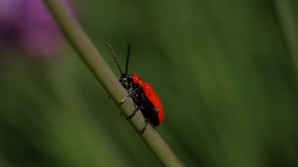 Red beetle hugs a flower stalk and swings in the wind. Lilioceris Merdigera. Macro. Slow motion - Materiaali, video