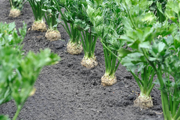 close-up of celery plantation  - Photo, Image