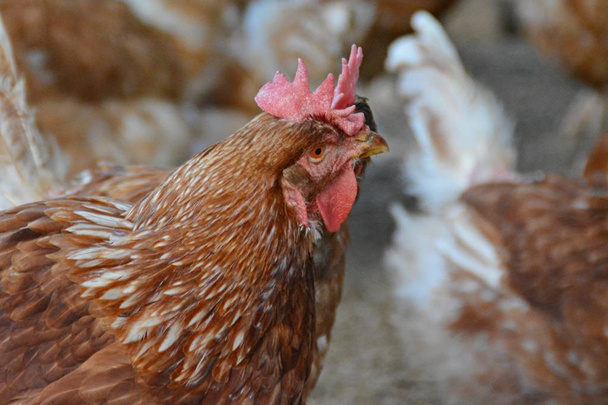 Muitas galinhas marrons em uma área externa de um galinheiro em solo arenoso, o foco está na cabeça de uma galinha.
 - Foto, Imagem