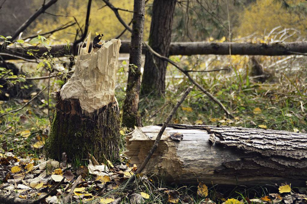 Padlý strom rozdrtil plot v lese a vyčistil cestu  - Fotografie, Obrázek