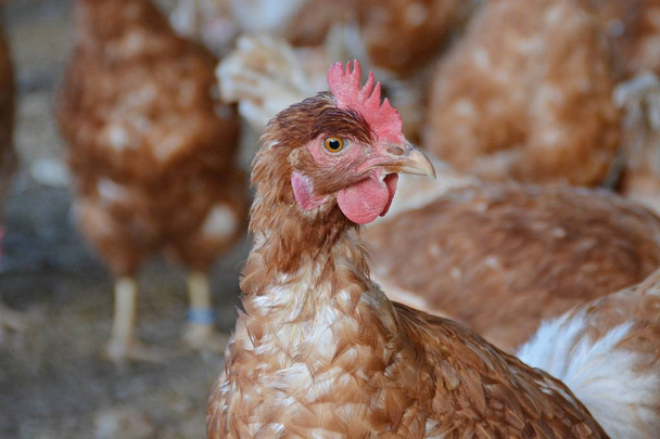 Beaucoup de poulets bruns dans une zone extérieure d'un poulailler sur un sol sablonneux, l'accent est mis sur la tête d'une poule
 - Photo, image