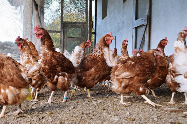 Kumlu toprak bir tavuk kümesi dışında bir alanda birçok kahverengi tavuk, odak bir tavuk başında - Fotoğraf, Görsel