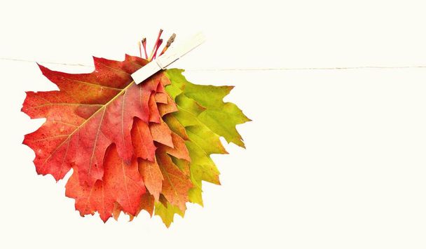 A gradient in autumn leaves from green to red isolated against a white background - Autumnal colors through autumn leaves against white background with space for text and objects - Photo, Image