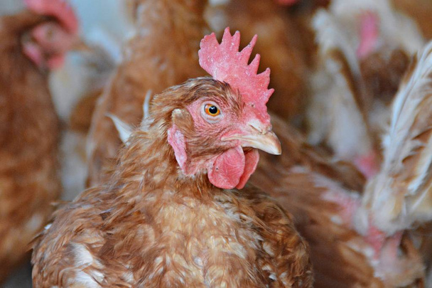 Beaucoup de poulets bruns dans une zone extérieure d'un poulailler sur un sol sablonneux, l'accent est mis sur la tête d'une poule
 - Photo, image