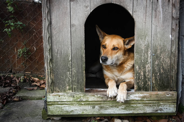 Trauriger Blick auf einen allein im Zwinger liegenden braunen Hund - ein altes Holzhaus - Foto, Bild