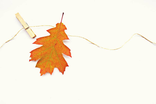 Een gradiënt in de herfst bladeren van groen naar rood geïsoleerd tegen een witte achtergrond-herfst kleuren door de herfst bladeren tegen witte achtergrond met ruimte voor tekst en objecten - Foto, afbeelding