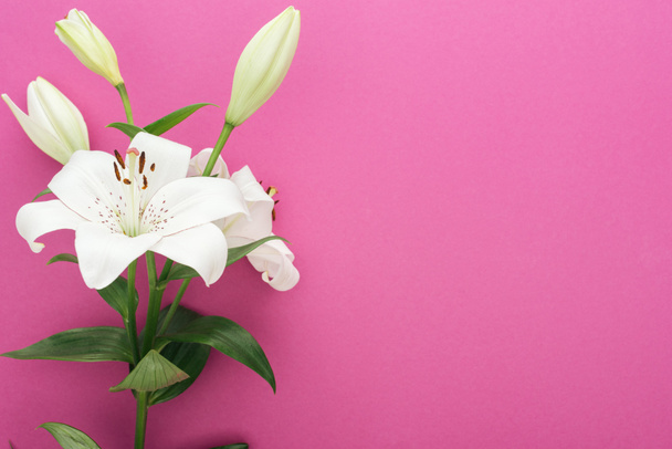 beautiful white lilies with green leaves and buds on pink background - Photo, Image