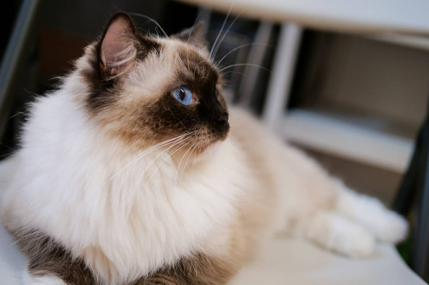 Lovely ragdoll cat portrait with beautiful colours and patterns - Photo, Image