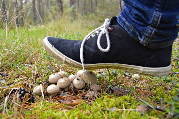 setas rompen a través del suelo del bosque bajo los pies humanos
  - Foto, Imagen