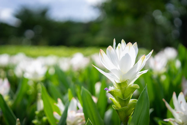 Közelről White Siam Tulip virág - Fotó, kép