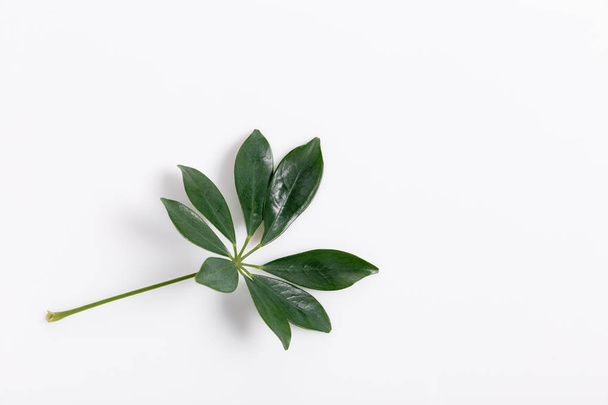 Tropical green leaf frame on white background - Foto, immagini