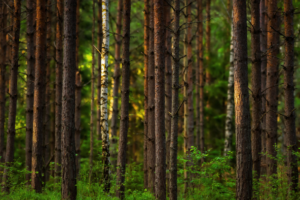 Ormanda gün batımı - Fotoğraf, Görsel