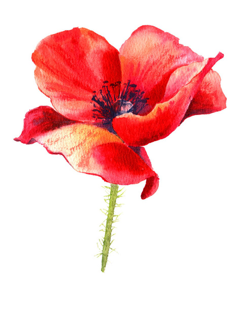 Watercolor painting poppy flower. Isolated flower on white background. - Fotoğraf, Görsel