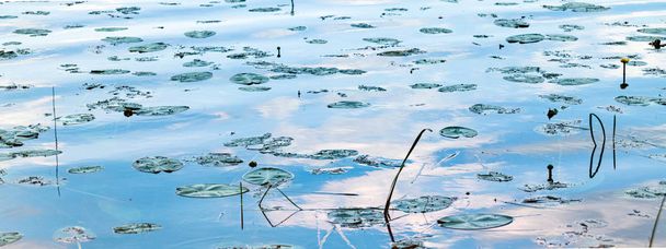 Красиве болото з жовтим листям лілії на поверхні болота
. - Фото, зображення