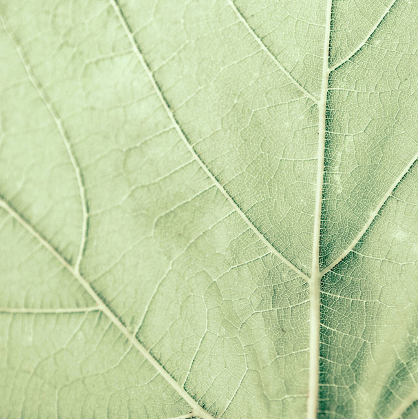 Traubenblatt, grün getönt, Makro. Nahaufnahme der Textur mit Kopierraum - Foto, Bild
