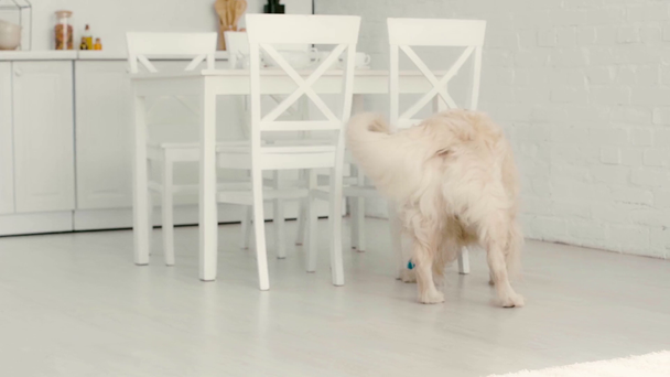 Hidasliikkeinen söpö labrador hyppääminen, juoksu ja kiinni sininen pallo pelatessa kotona
  - Materiaali, video
