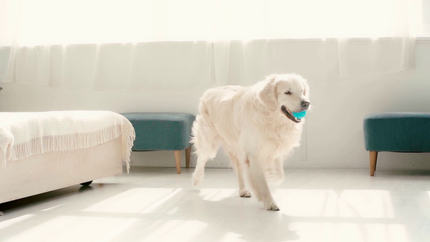 Lento movimiento de lindo labrador con bola azul caminando en el dormitorio y agitando la cola
  - Metraje, vídeo