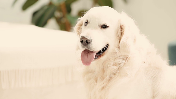 lassú-mozgás aranyos kutya légzés, bemutatva a nyelv és nézett kamera otthon  - Felvétel, videó