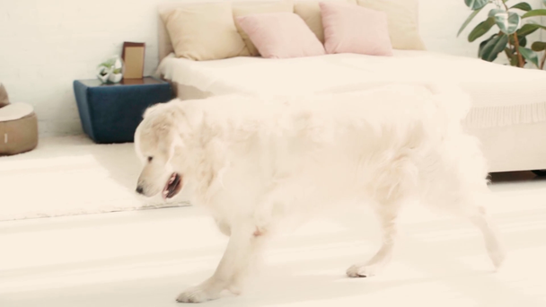 powolny ruch cute Labrador siedzi w sypialni, chodzenie i połowu niebieską piłkę  - Materiał filmowy, wideo