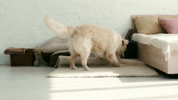 slow-motion de cão bonito correndo e acenando cauda, pegando bola no tapete no quarto
  - Filmagem, Vídeo