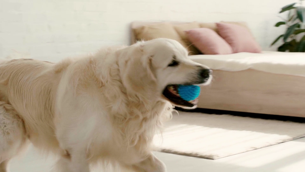 schattige raszuivere Labrador die in de slaapkamer met blauwe bal  - Video