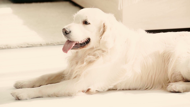Zeitlupe eines niedlichen reinrassigen Hundes, der auf dem Boden liegt, die Nase leckt und in die Kamera schaut - Filmmaterial, Video