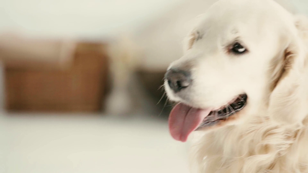 lassú-mozgás-ból imádnivaló kutya bemutatás nyelv rövid idő lélegző és látszó-on fényképezőgép otthon  - Felvétel, videó