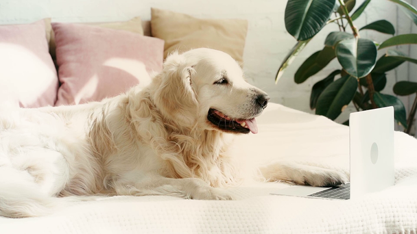 Slow-Motion van schattige Labrador liggend op bed en kijken naar laptop op de slaapkamer  - Video