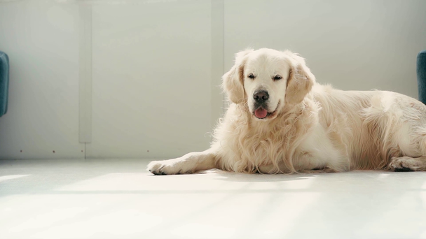 rallentatore di cane di razza carina sdraiato sul pavimento e respirazione, mostrando la lingua
  - Filmati, video