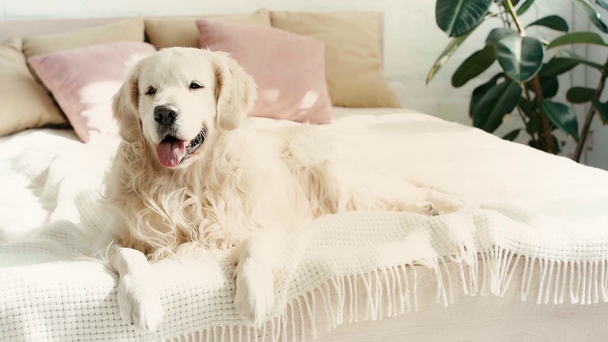 Slow-Motion van schattige raszuivere Labrador liggend op bed en het tonen van tong tijdens het ademen in de slaapkamer  - Video