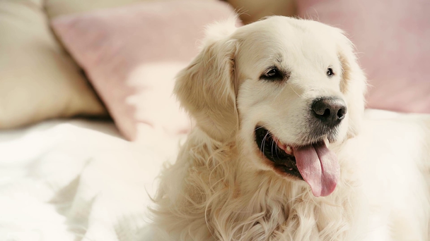slow-motion de cão de raça pura bonito deitado na cama, pegando bola e lambendo lábios no quarto
  - Filmagem, Vídeo