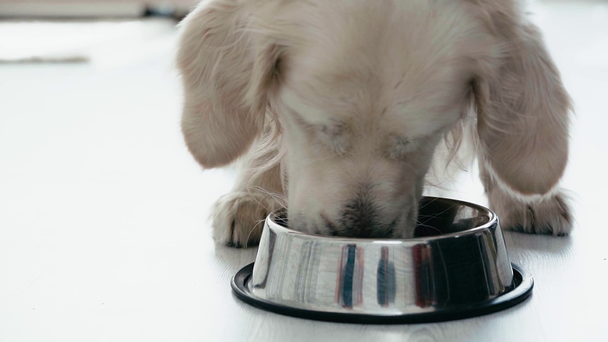 slow-motion of cute purebred dog running, standing near bowl and eating pet food  - Metraje, vídeo