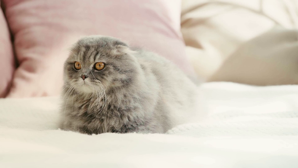 rallentatore di carino gatto grigio e soffice sdraiato sul letto, leccare il naso e guardando la fotocamera in camera da letto
  - Filmati, video