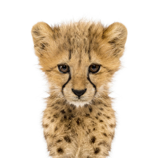 Yakın çekim üç ay eski Cheetah yavru, izole bir yüz - Fotoğraf, Görsel