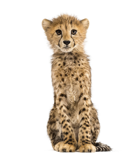 üç ay eski Cheetah cub oturan, beyaz izole - Fotoğraf, Görsel