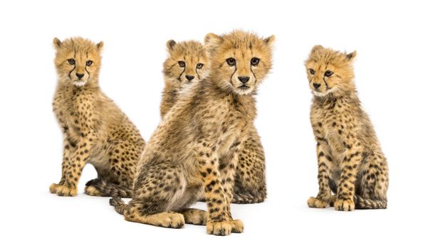 Groupe d'une famille de guépards de trois mois assis
 - Photo, image