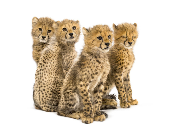 Gruppo di una famiglia di cuccioli di ghepardo di tre mesi seduti
 - Foto, immagini