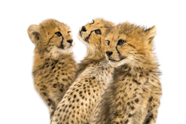 Zbliżenie na rodzinę trzech miesięcy Cubs gepard, izolowane  - Zdjęcie, obraz