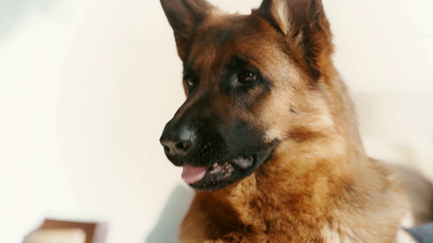 Zeitlupe eines reinrassigen Schäferhundes, der auf einen ballhaltenden Mann blickt  - Filmmaterial, Video