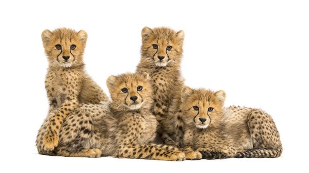 Groep van een familie van drie maanden oude Cheetah Cubs samen - Foto, afbeelding