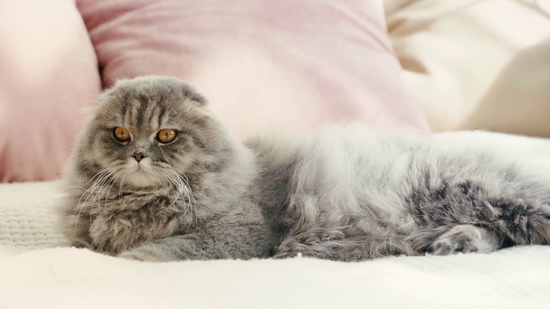 rallentatore di gatto grigio e soffice sdraiato sul letto, leccare il naso e guardare la fotocamera in camera da letto
  - Filmati, video