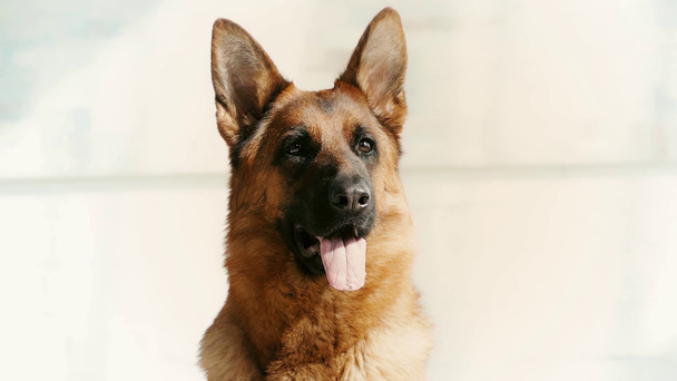 slow-motion of cute german shepherd dog showing tongue while breathing at home  - Footage, Video